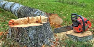 Best Tree Removal  in Dixon, IL