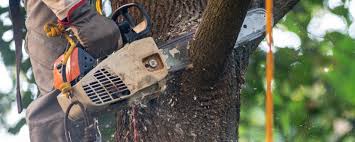 Best Root Management and Removal  in Dixon, IL