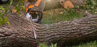 Best Grass Overseeding  in Dixon, IL
