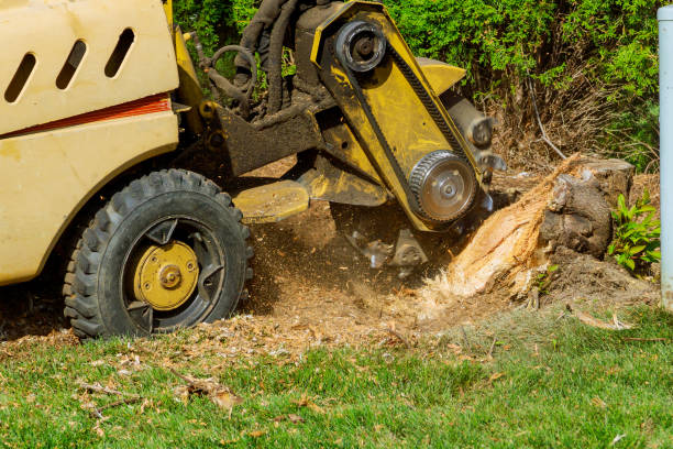 How Our Tree Care Process Works  in  Dixon, IL