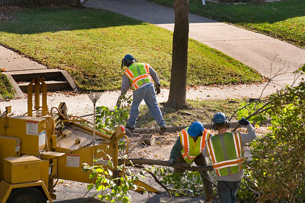 Best Tree Risk Assessment  in Dixon, IL