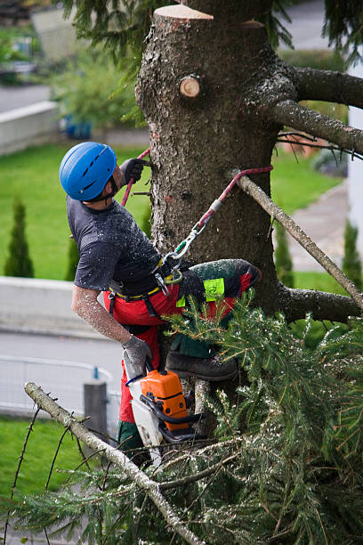 Best Lawn Pest Prevention  in Dixon, IL