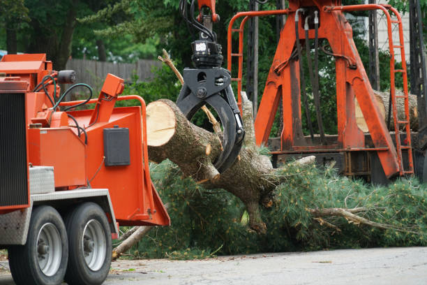 Best Commercial Tree Services  in Dixon, IL