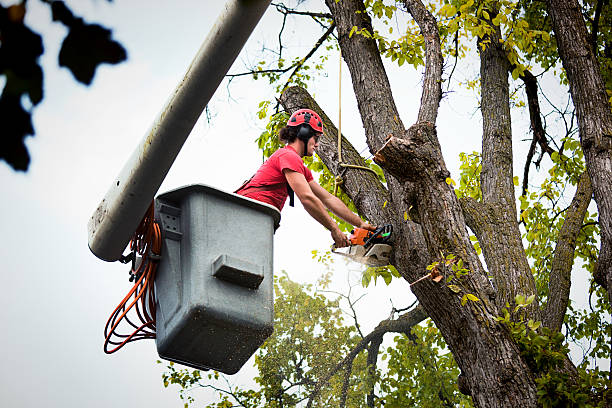 Best Tree Health Inspection  in Dixon, IL