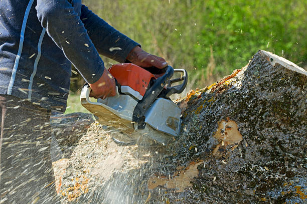 Best Lawn Drainage Solutions  in Dixon, IL