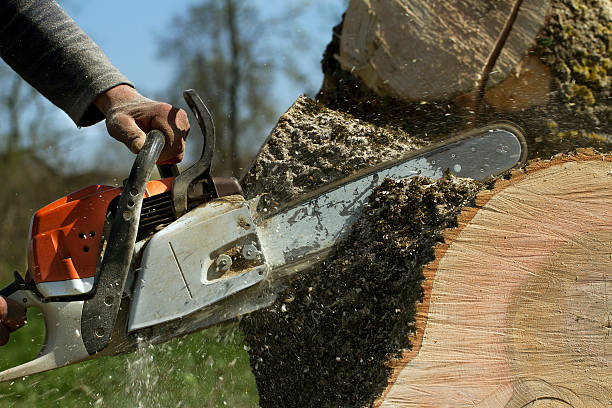 Professional Tree Services in Dixon, IL